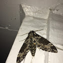 Rustic Sphinx Moth