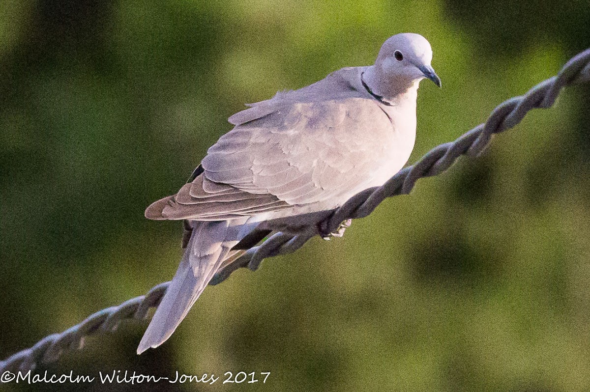 Collared Dove; Tórtola Turca