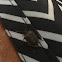 Brown Marmorated StinkBug