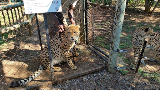 Lion Park South Africa 2015