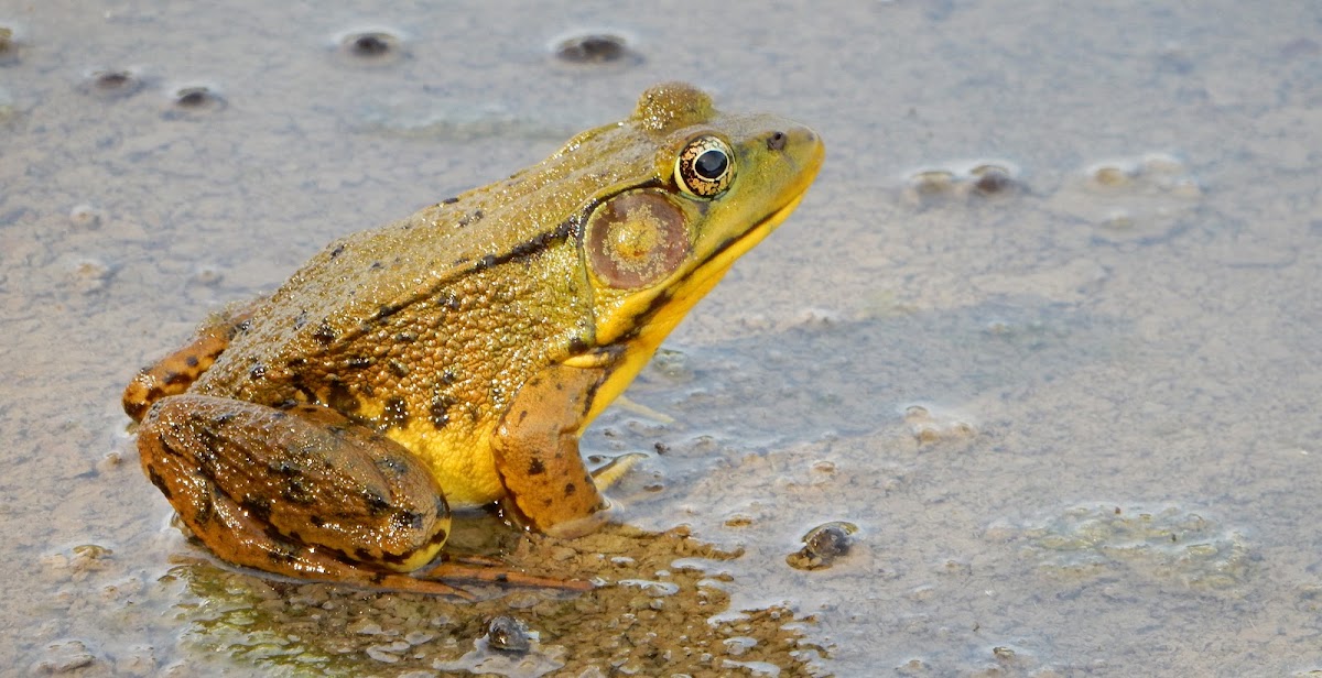 Northern Green Frog