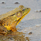 Northern Green Frog