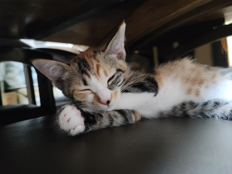 ショーウさんが投稿した猫との生活・(ΦωΦ)・ネコに関するカスタム事例の投稿画像1枚目