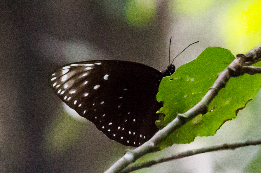 Spotted Black Crow