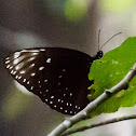 Spotted Black Crow