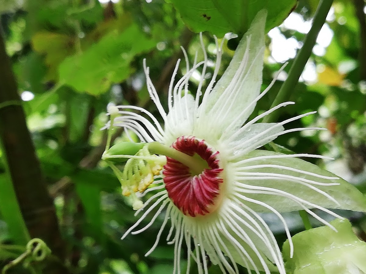 Cloud forest Passiflora