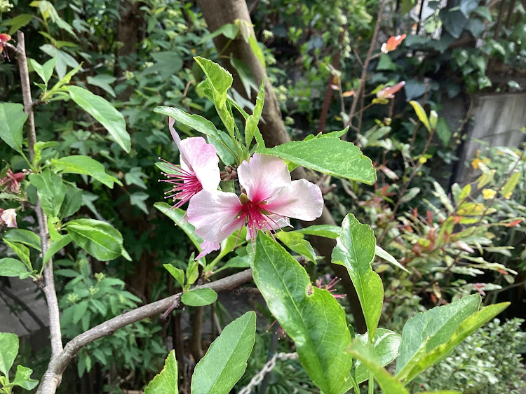 コペンの日本の四季を楽しみましょう！春爛漫！最高だね！・季節限定今だけの桜大いに楽しみましょう！最高だね！・たわい無い事柄に感謝！最高だね！・たわい無い平凡な暮らしにこそ幸せ有り！最高だね！・己で楽しさを生み出す事こそ幸せなり！に関するカスタム事例の投稿画像173枚目