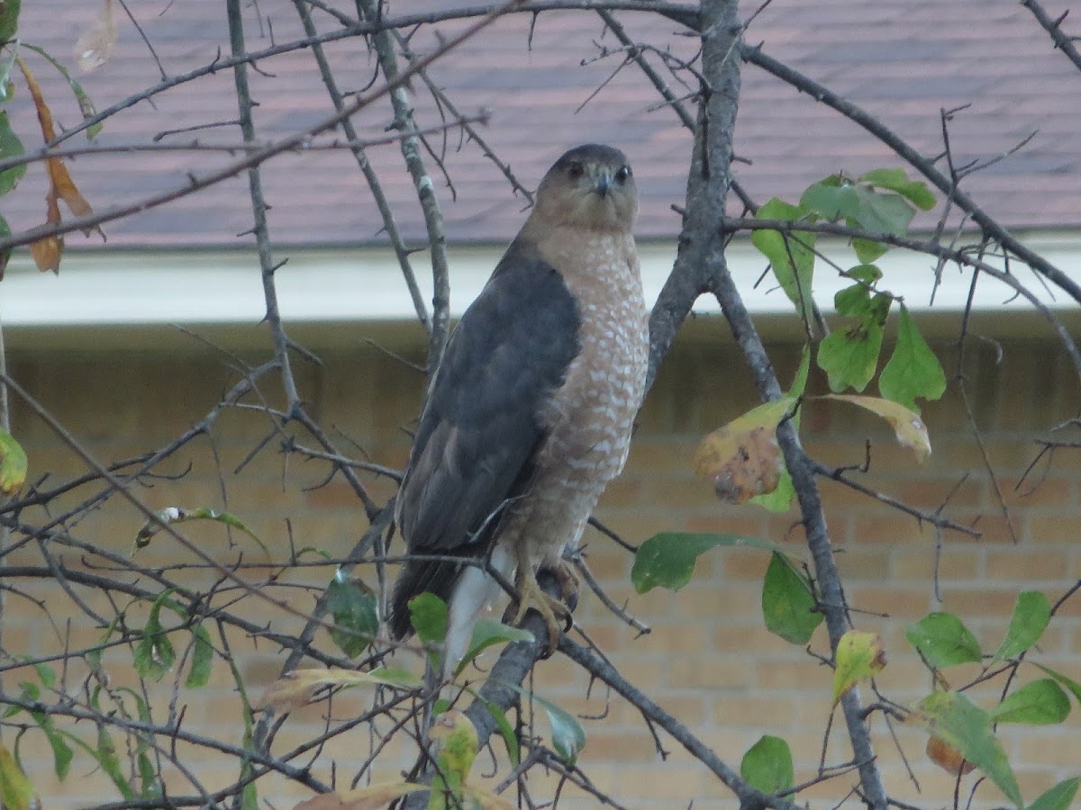 Sharp-shinned hawk