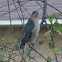 Sharp-shinned hawk