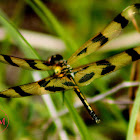 Halloween Pennant Dragonfly