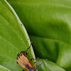 Goldenrod Soldier Beetle