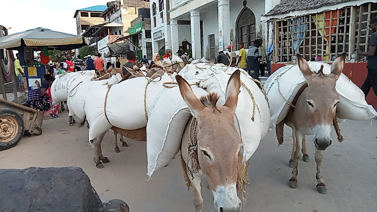 Donkeys laden with cargo on the streets of Lamu.