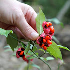 Strawberry Bush