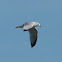 Ring-Billed Gull