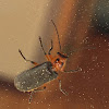 Soldier Beetle