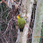 Lesser Yellownape Woodpecker