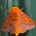 Spiny Oakworm Moth