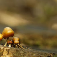 Funghi del legno di 