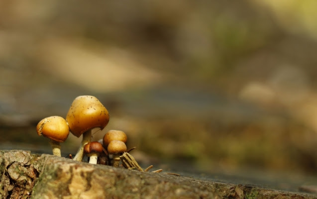 Funghi del legno di giovizz