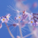 Wet flowers