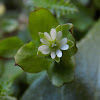 Chickweed