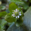 Chickweed