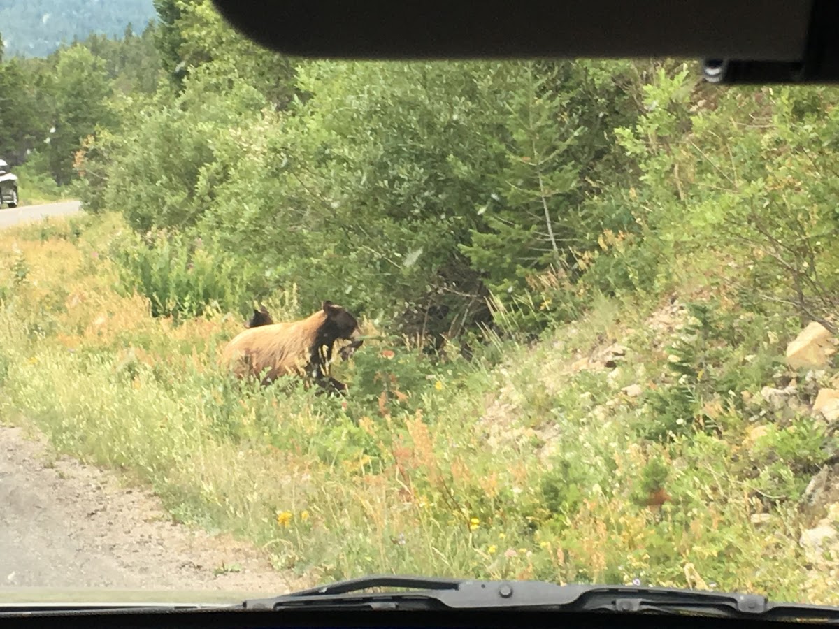 American Black Bear