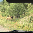 American Black Bear