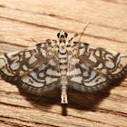 Bog Lygropia Moth