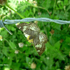 Glass-Winged Skipper