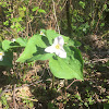 Pacific trillium