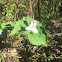 Pacific trillium