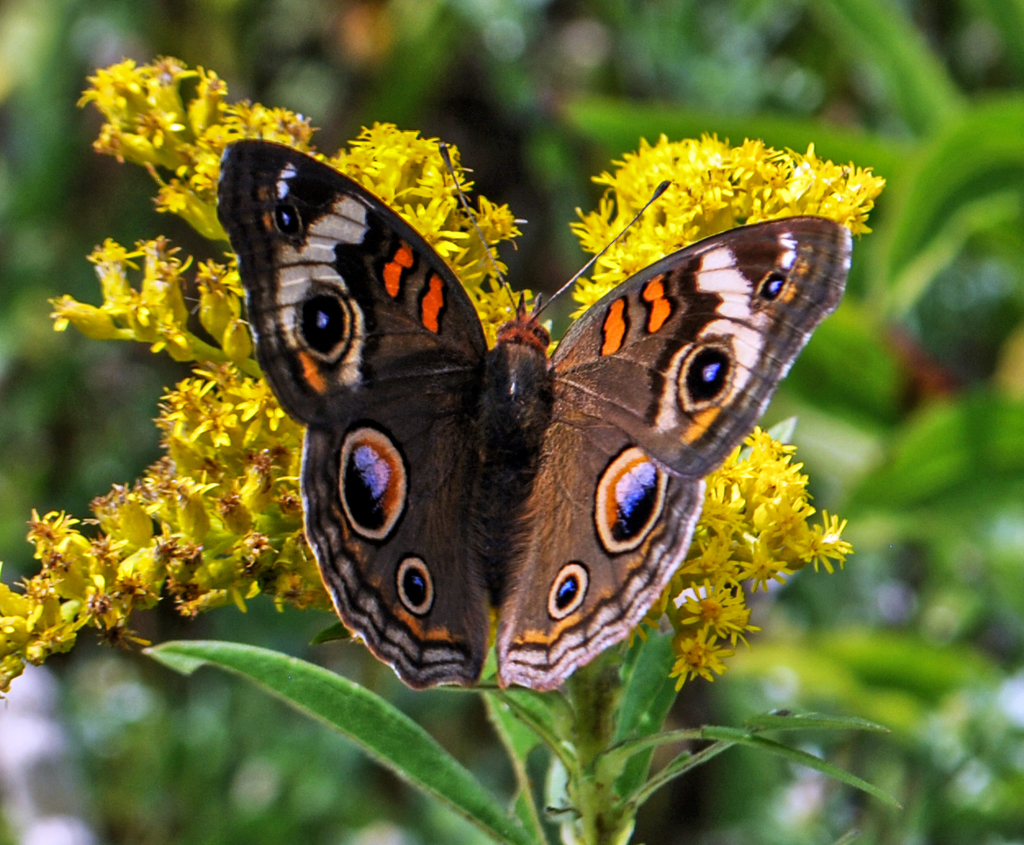 Common Buckeye