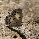 Common hedge blue