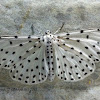 Spotted Moth