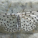 Spotted Moth