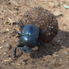 Flattened Giant Dung Beetle ?