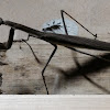 Narrow-winged Mantis