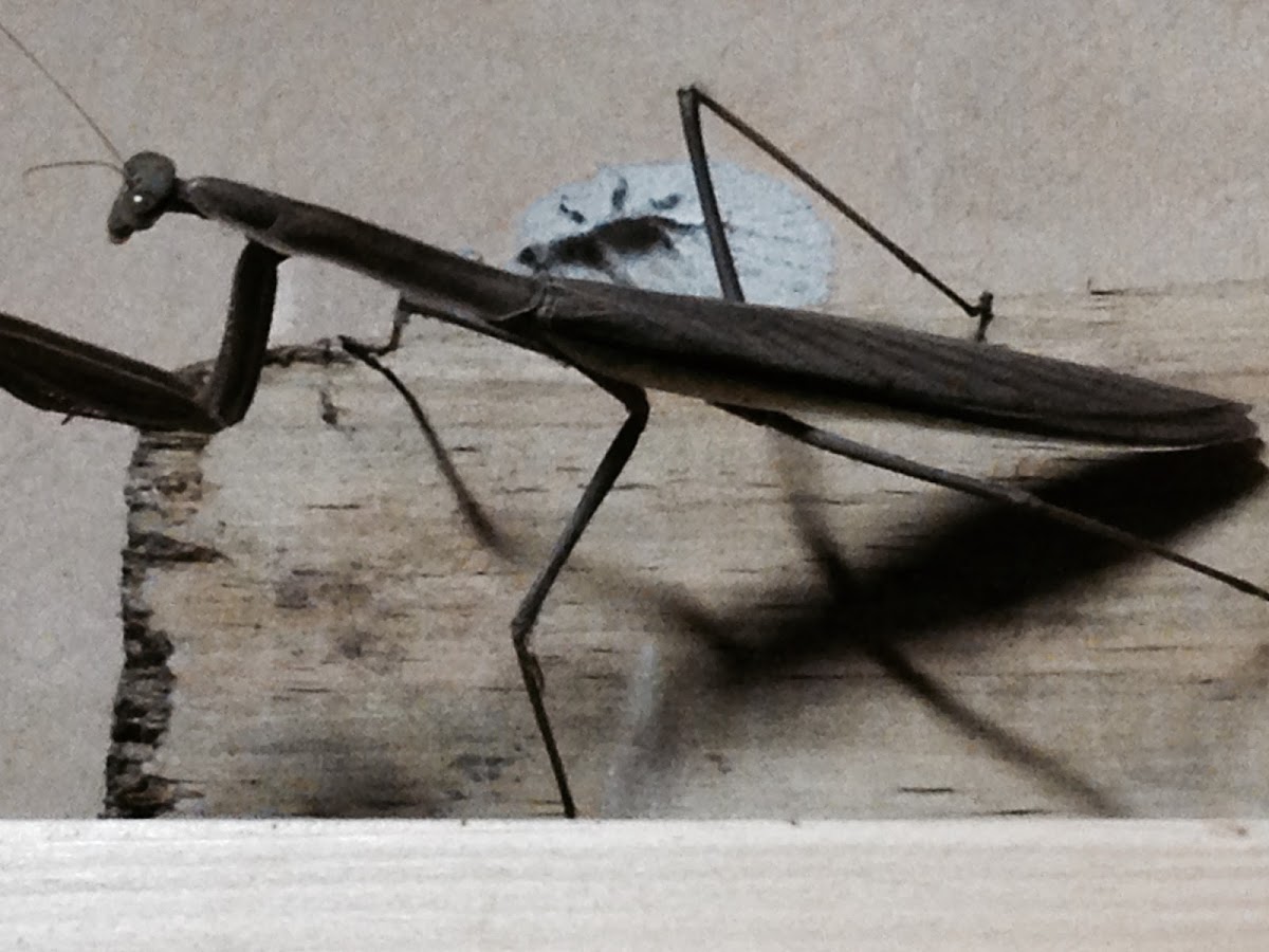 Narrow-winged Mantis