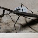 Narrow-winged Mantis