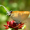 Golden-Tailed Hairstreak