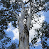 Forest Red Gum