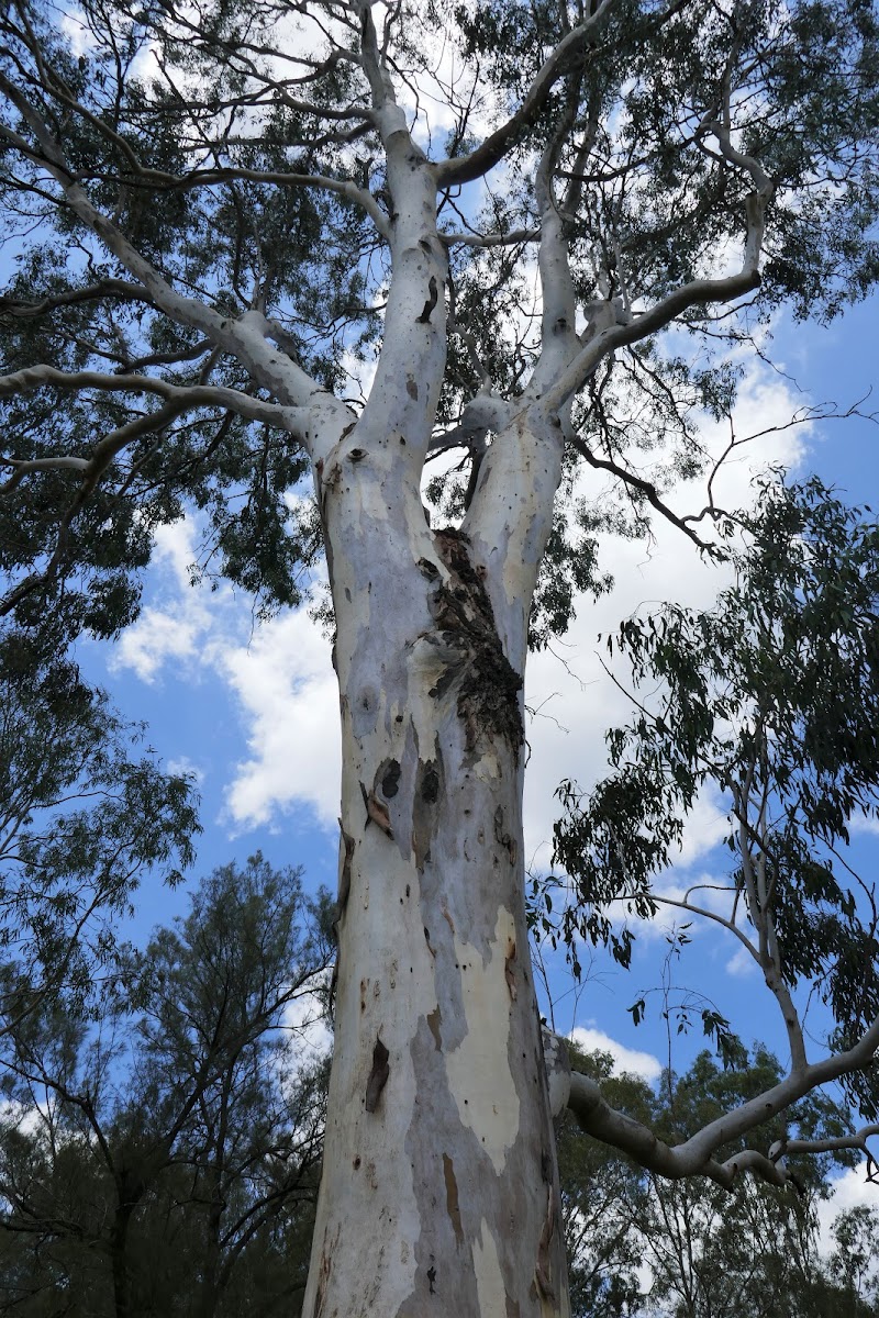 Forest Red Gum