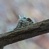 Acanaloniid Planthopper