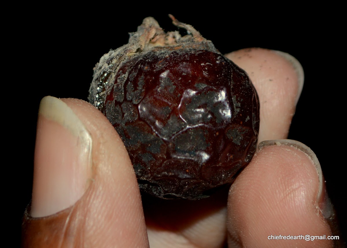 Chinese Soapberry, North Indian soapnut,  रीठा