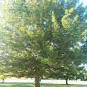 Pin Oak