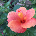 Hibiscus