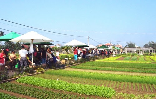 Ngày hội làng rau Trà Quế lần đầu tiên