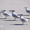 Sandwich Tern