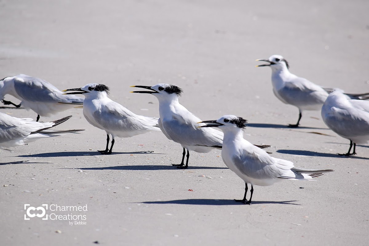 Sandwich Tern